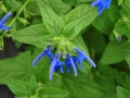 Blå blomma